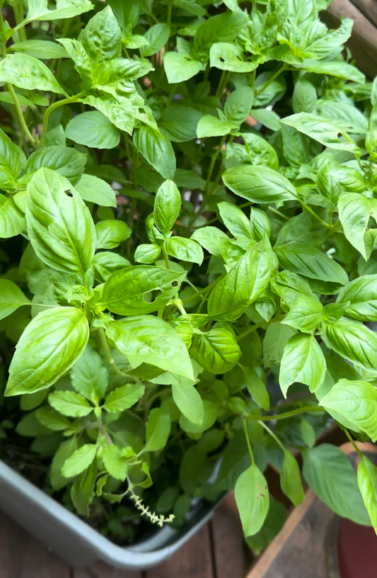 Basil Lime 🌱