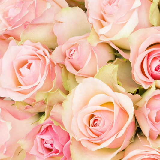 Botanical Love Collection XL💗