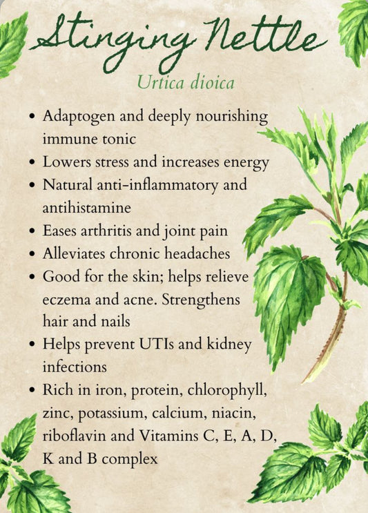 Loose Herbs: Stinging Nettle