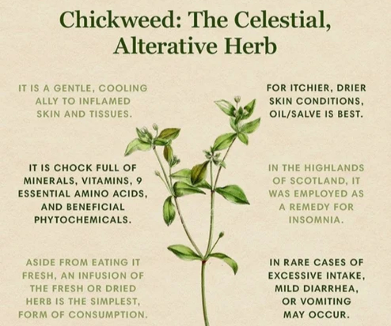 Herbal Tea: Flash