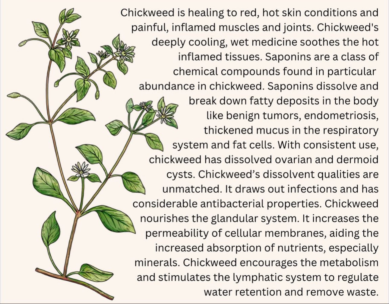 Loose Herbs: Chickweed
