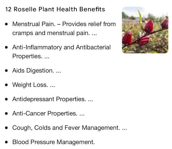 Loose Herbs: Hibiscus- Jamaican Sorrel Drink Kit