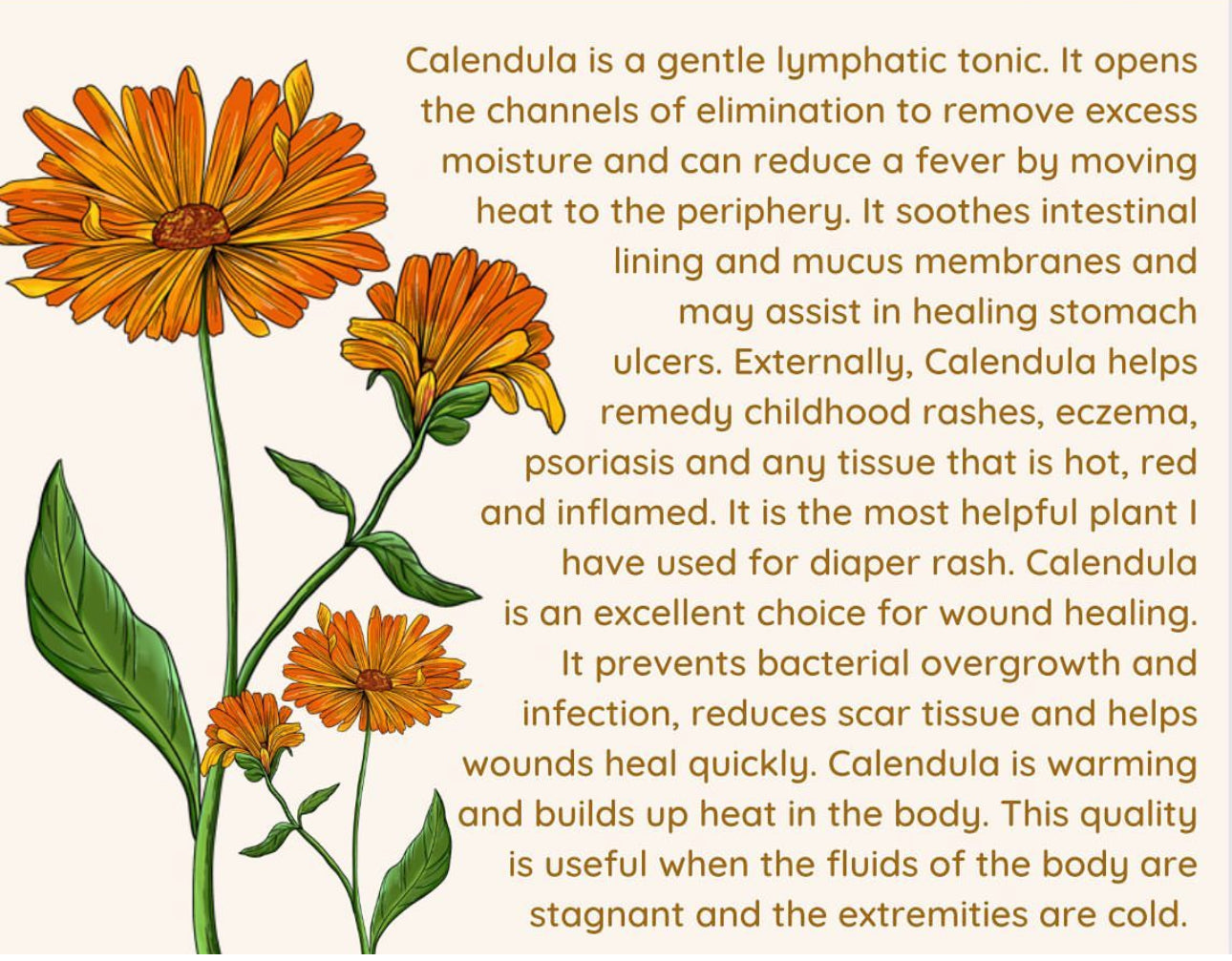 Botanical Turmeric Heart🧡