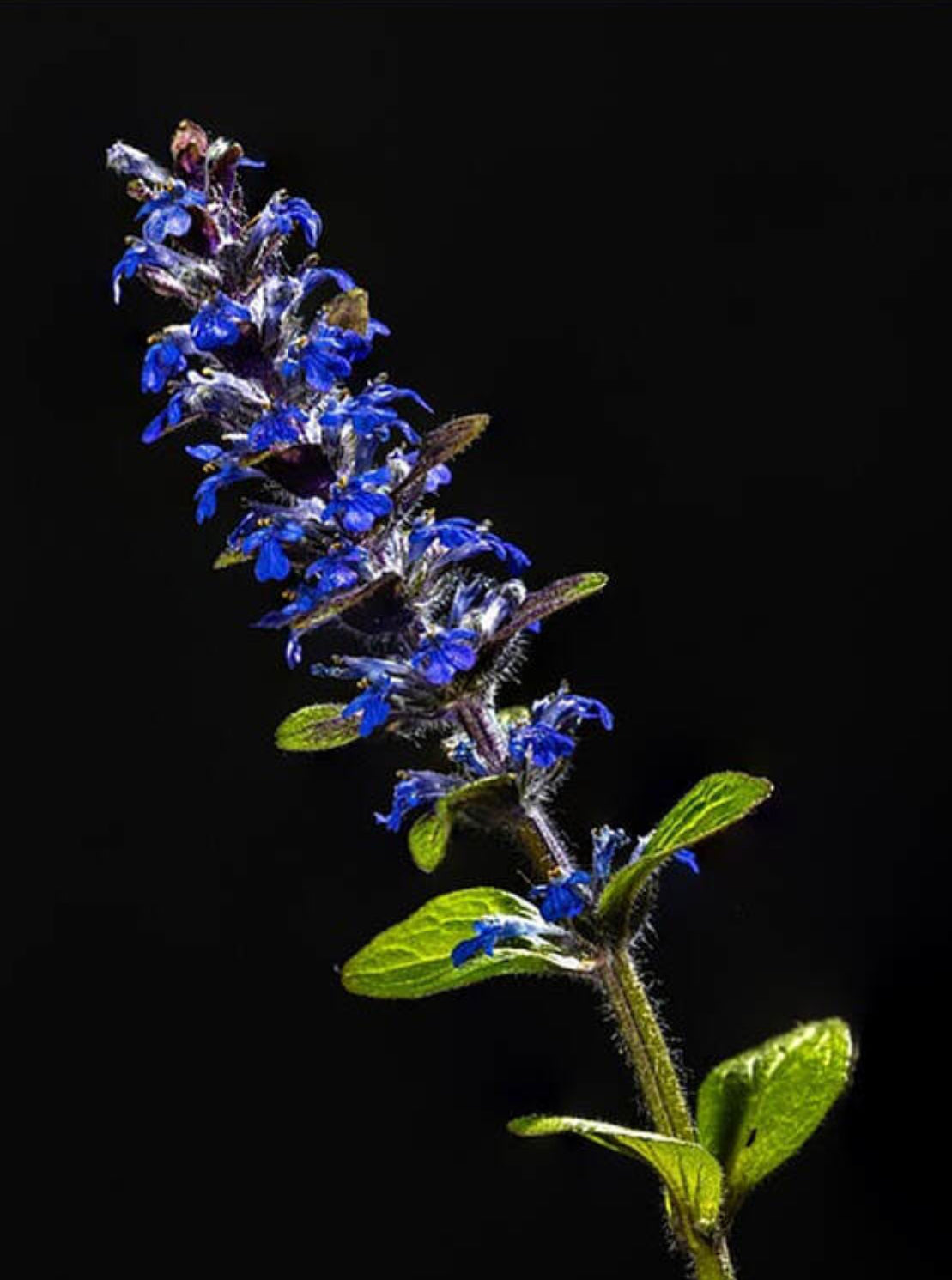 Loose Herbs: Bugleweed