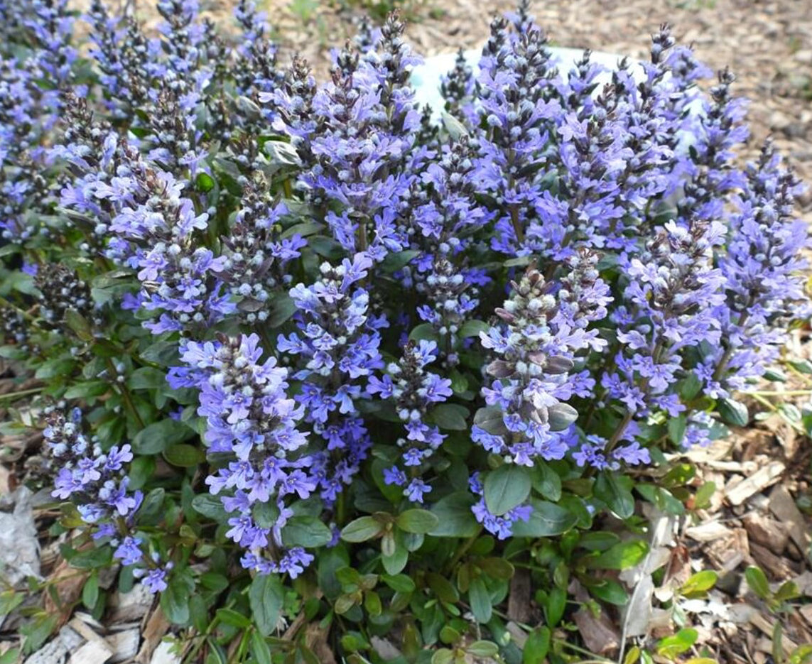 Loose Herbs: Bugleweed