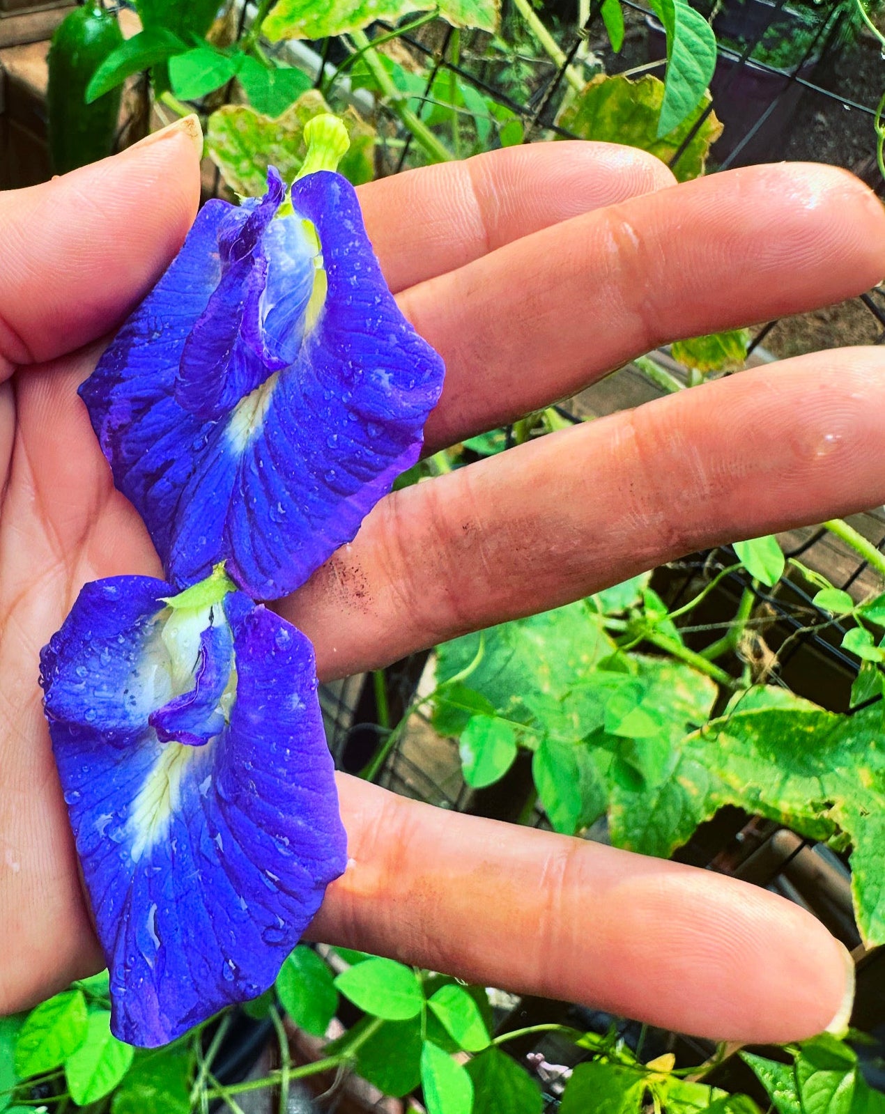 Loose Herbs: Butterfly Pea Flowers🦋
