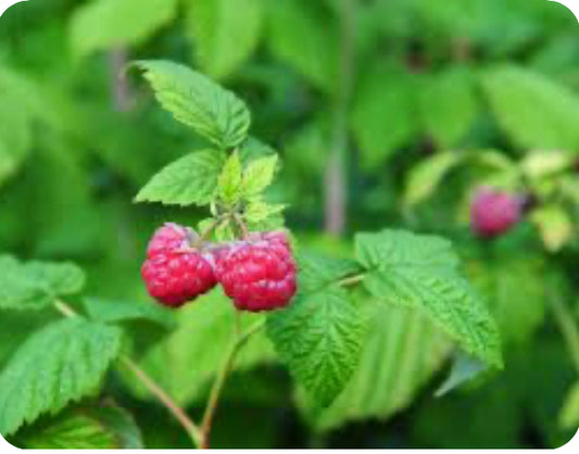 Loose Herbs-Red Raspberry Leaf