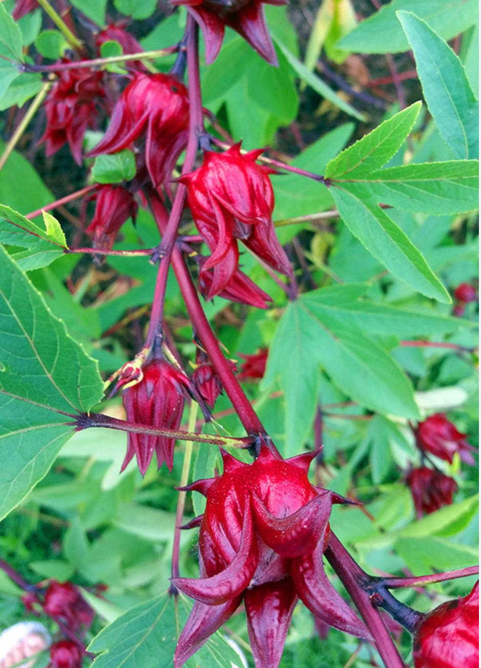 Loose Herbs: Hibiscus Flowers🌺 Limited Special