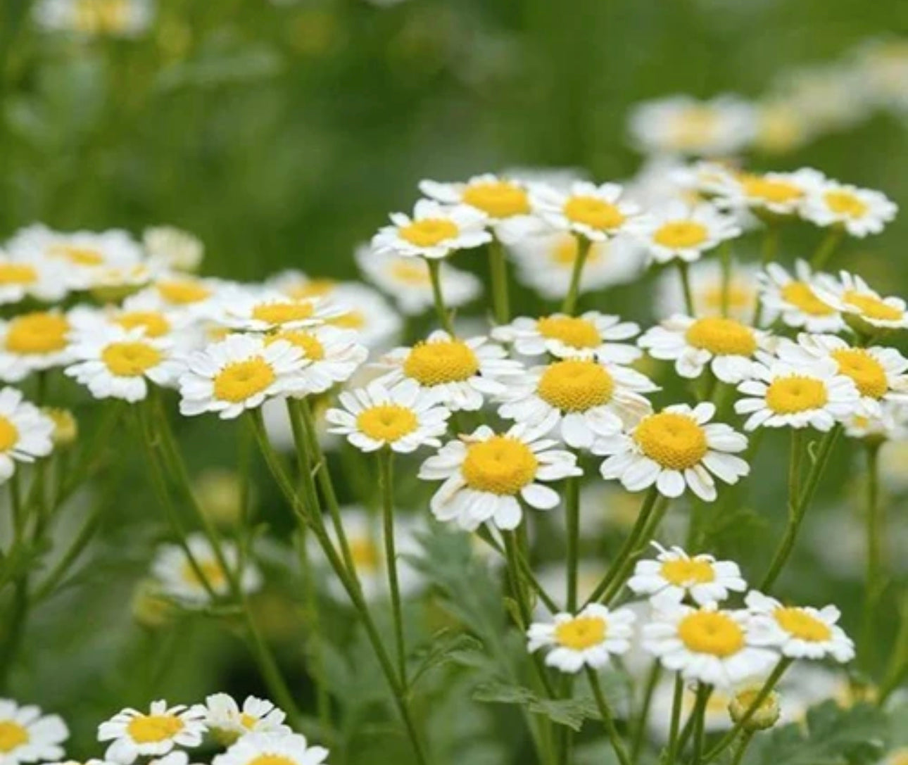 Loose Herbs: Chamomile Flowers