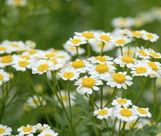 Loose Herbs: Chamomile Flowers