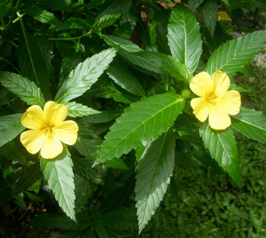 Loose Herbs: Damiana Leaf