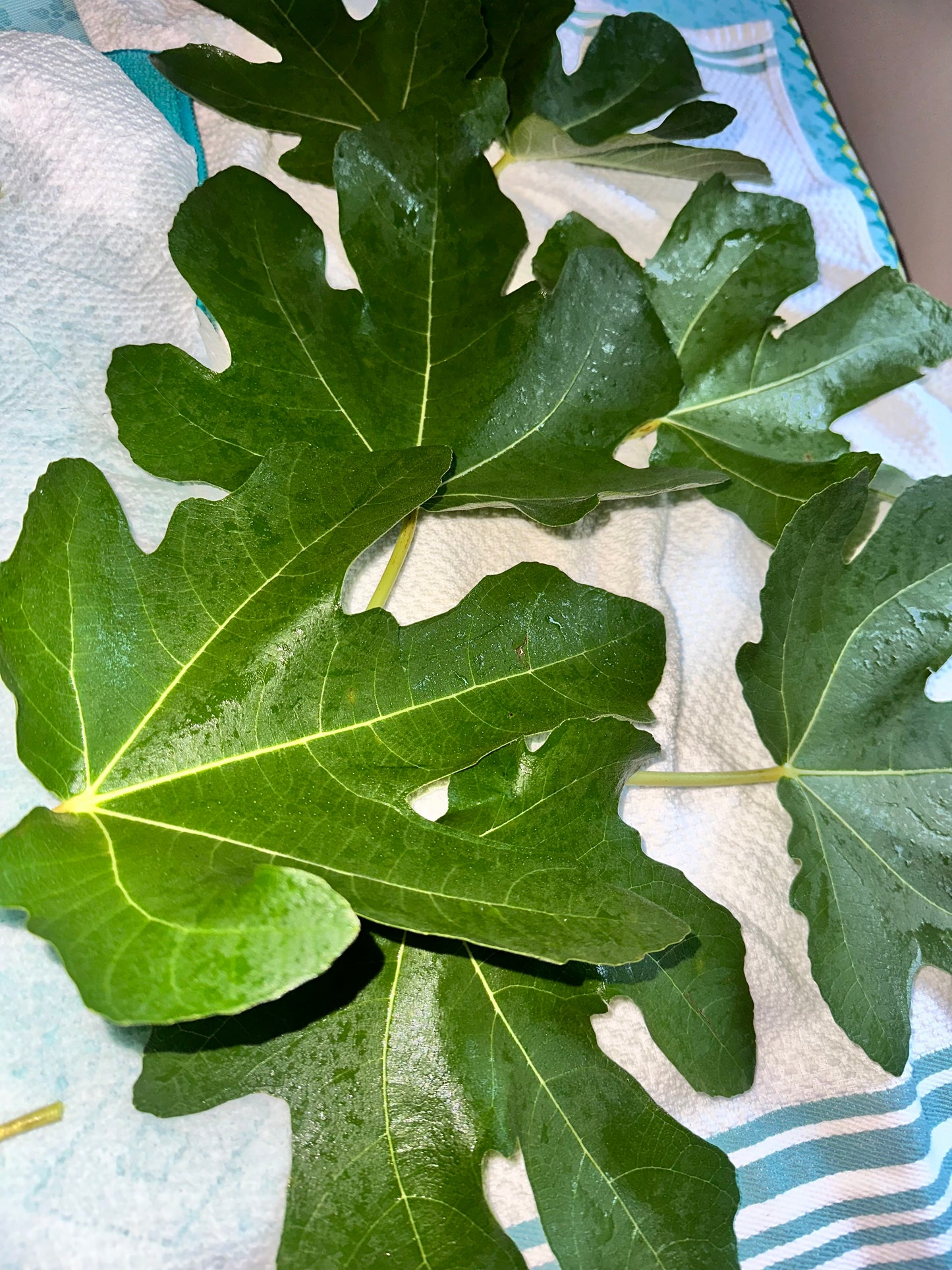 Fig Leaves