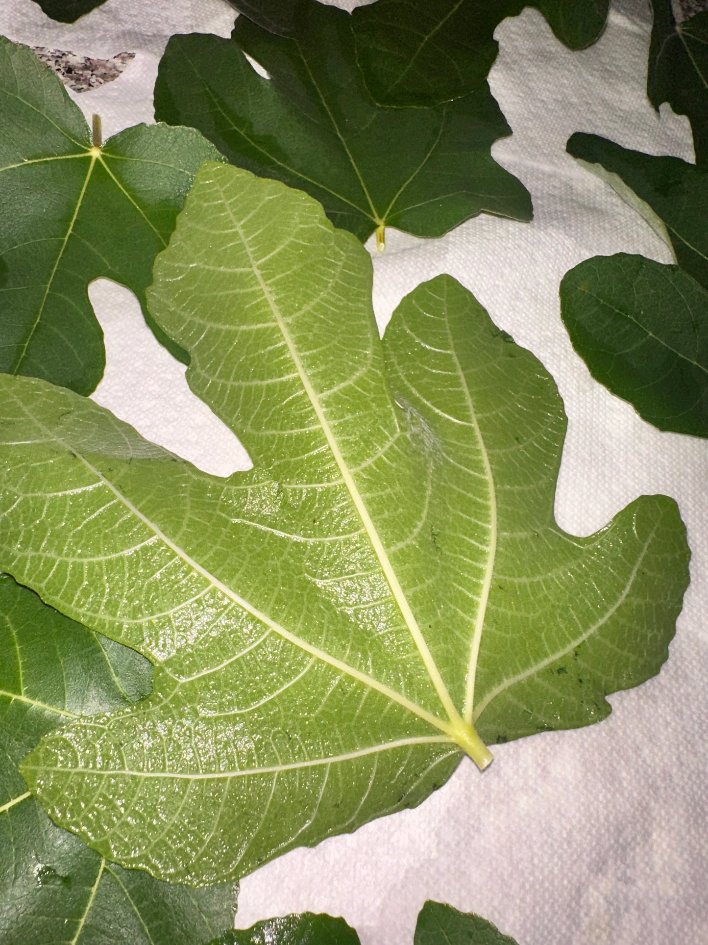 Fig Leaves