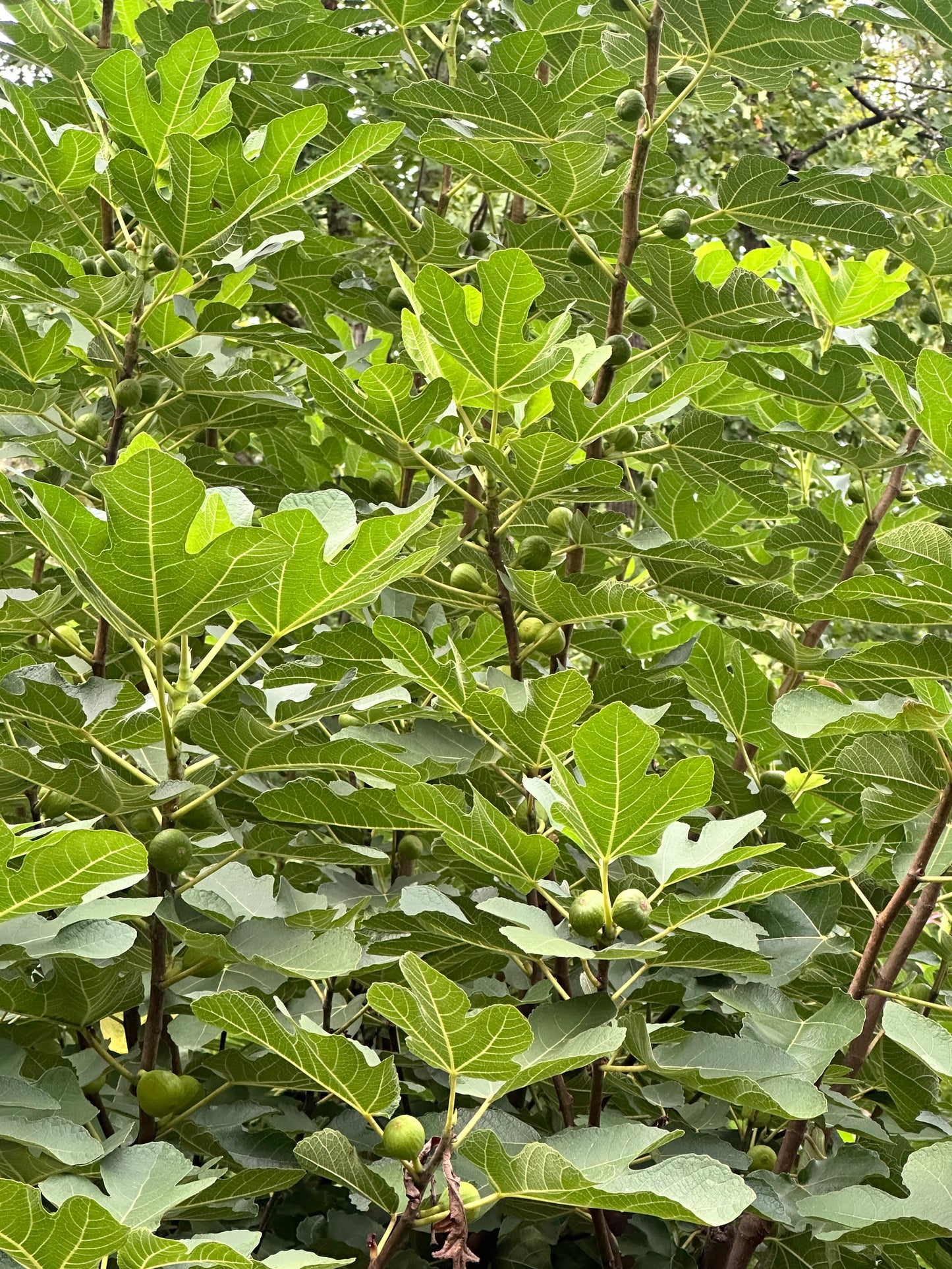 Fig Leaves