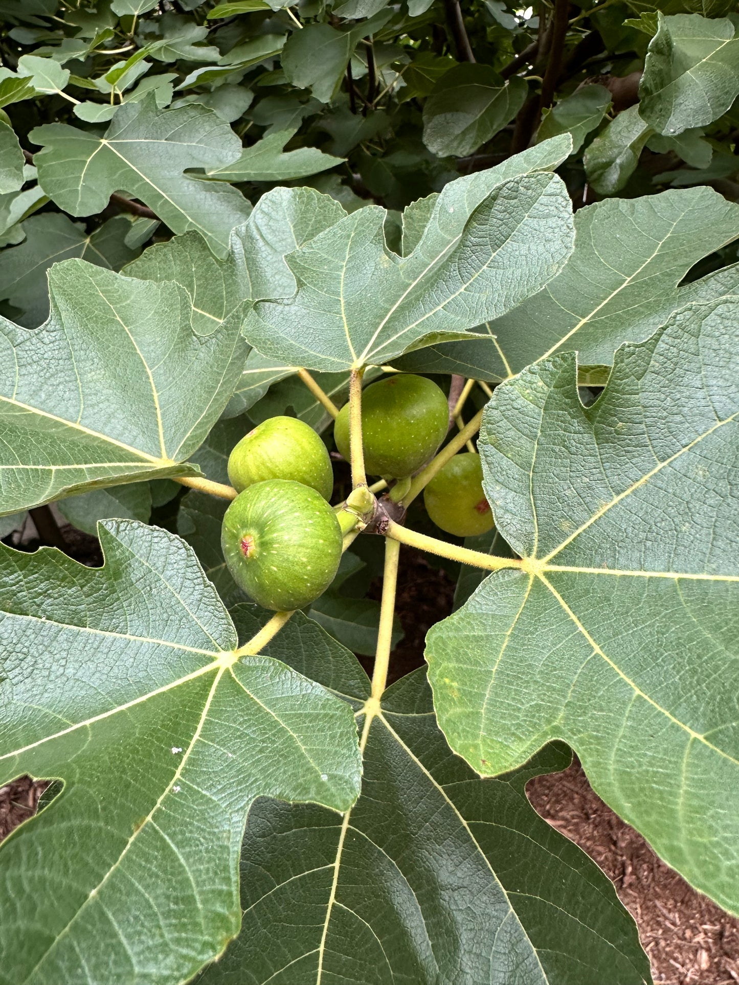 Fig Leaves