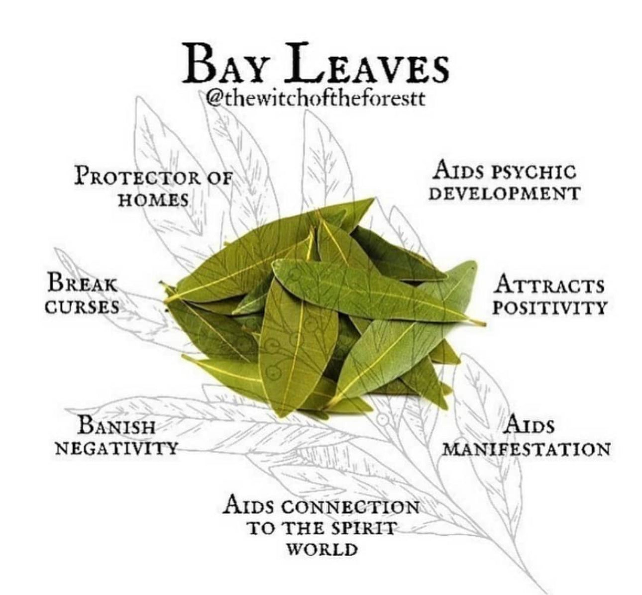 Bay Leaf Aromatherapy Bar