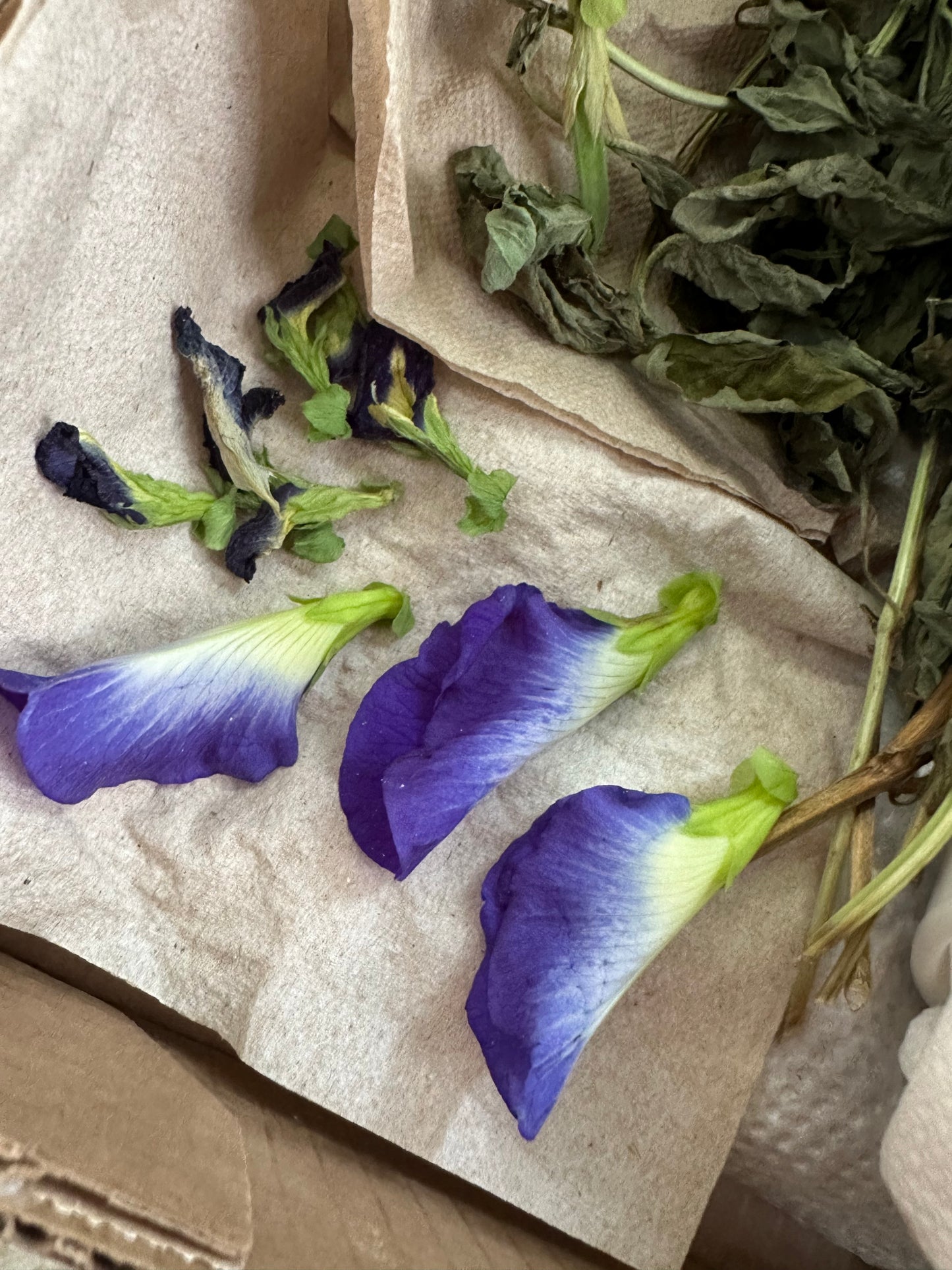 Butterfly Pea Flowers🦋