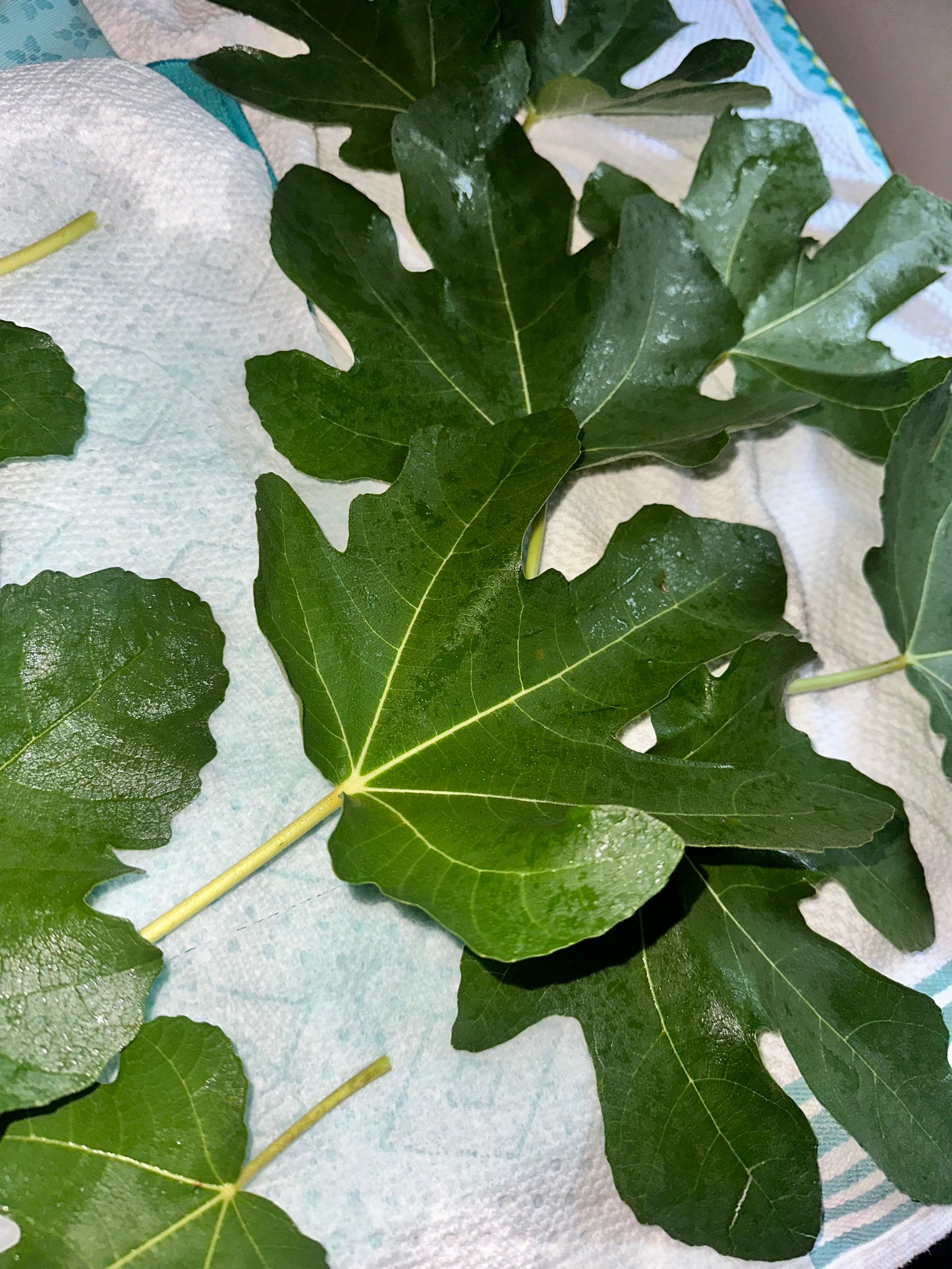 Fig Leaves