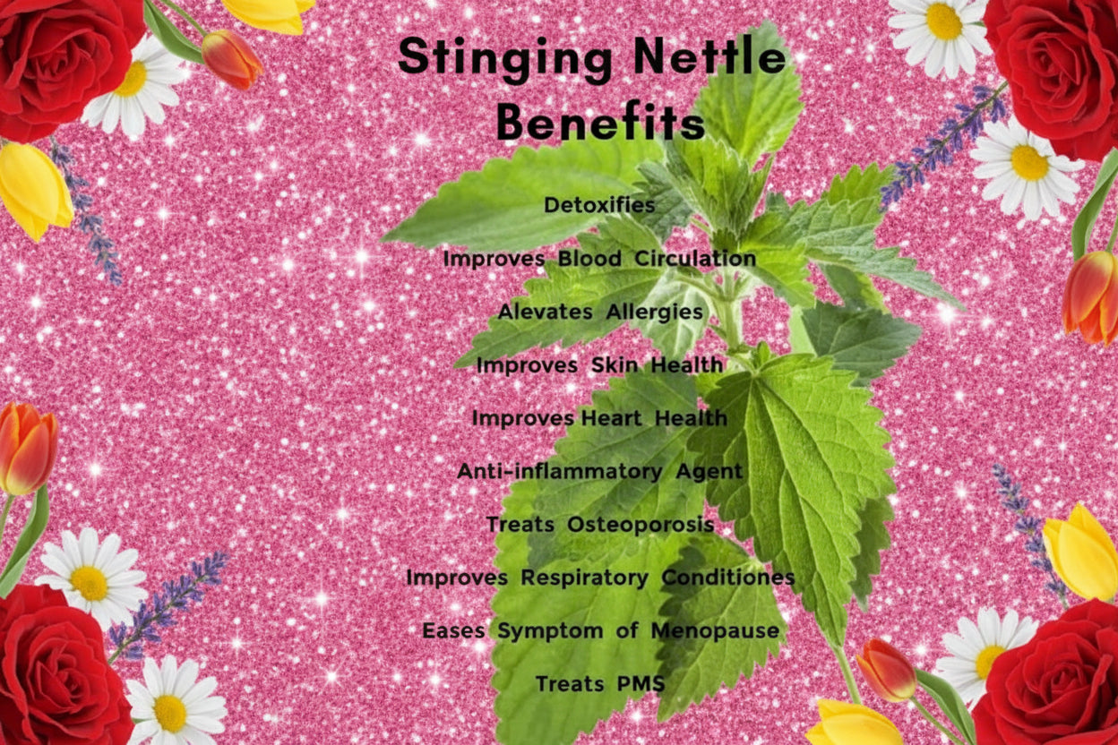 Loose Herbs: Stinging Nettle