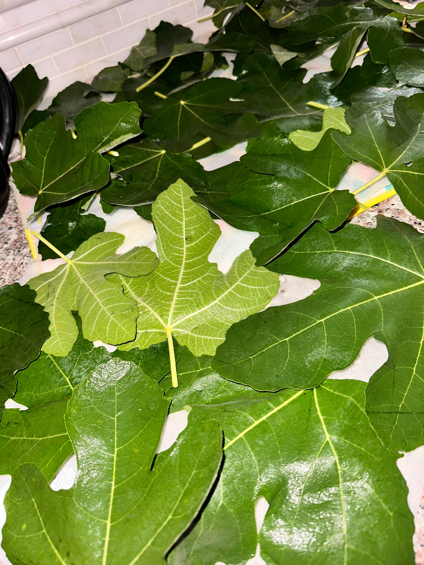 Fig Leaves