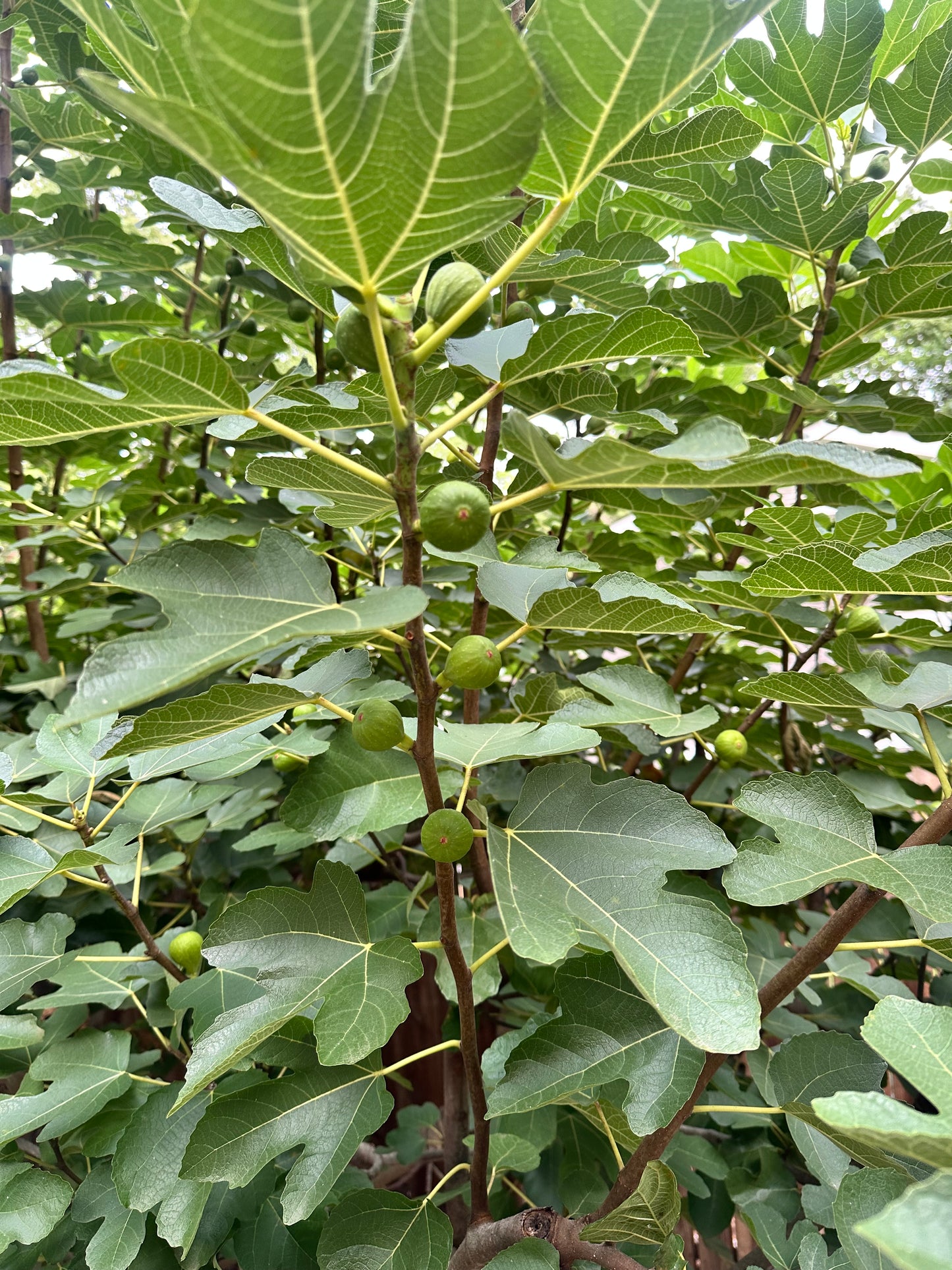 Fig Leaves