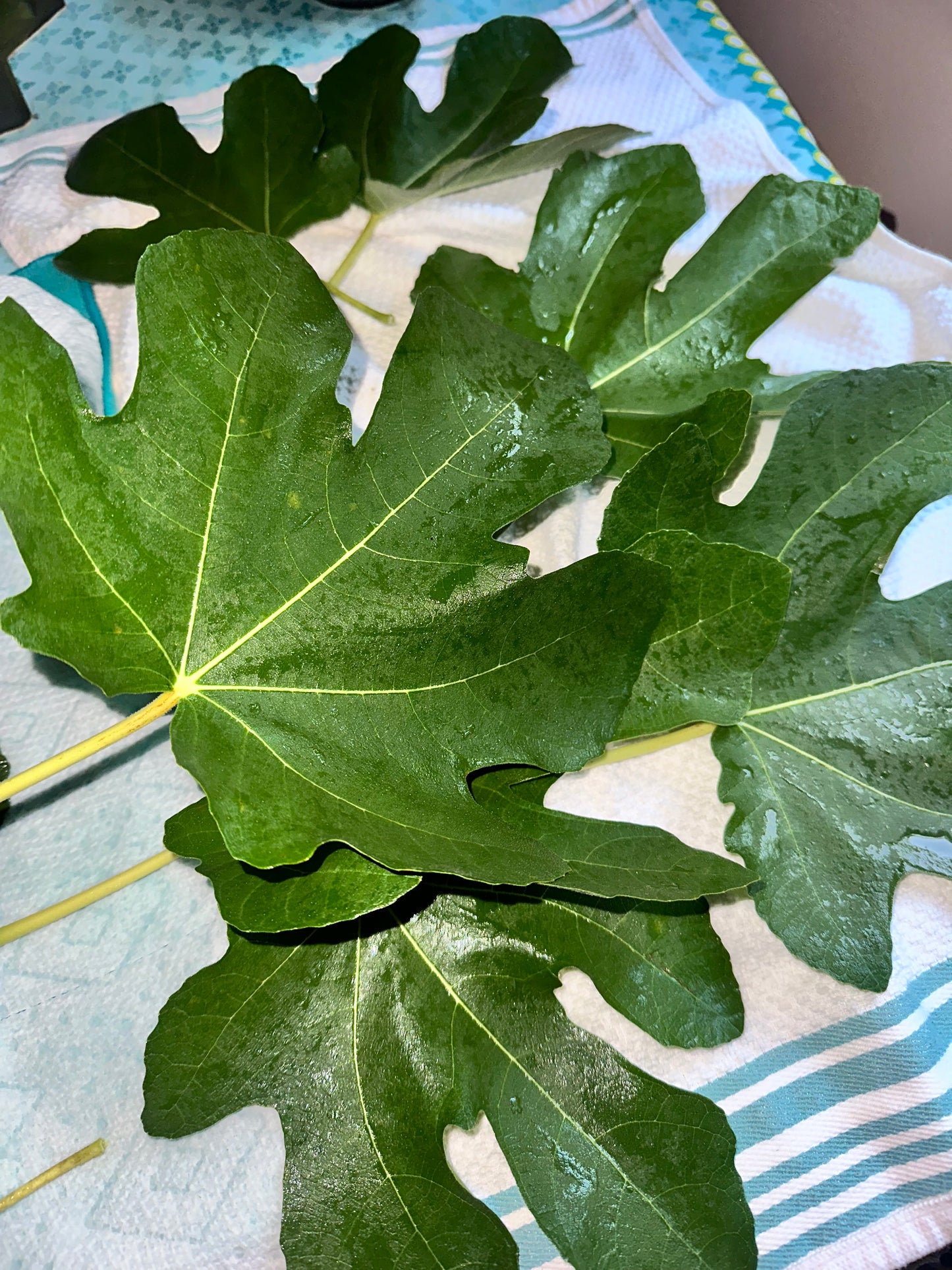 Fig Leaf Bar