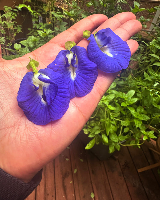 Butterfly Pea Flowers🦋