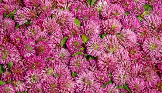 Herbal Tea: Blossom