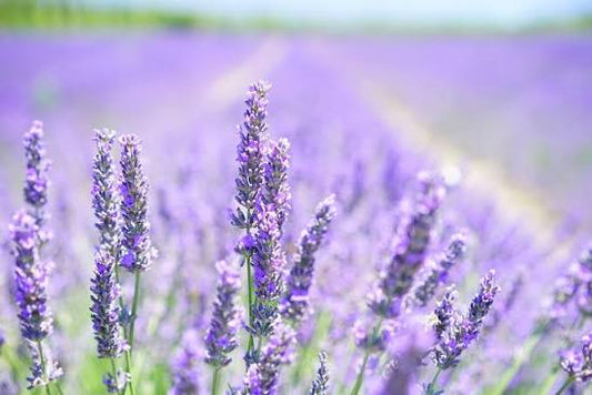 Loose Herbs: Lavender Flowers