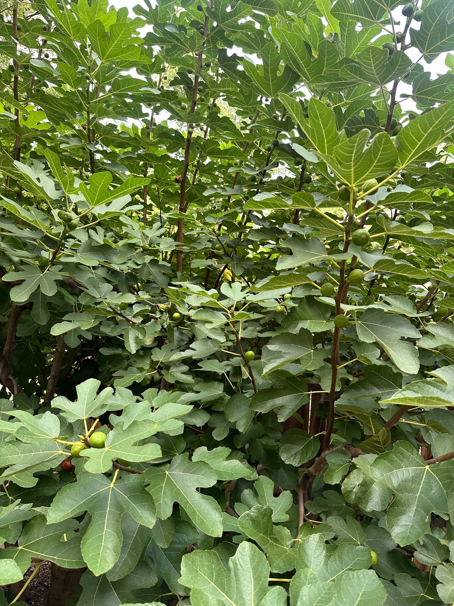Fig Leaves