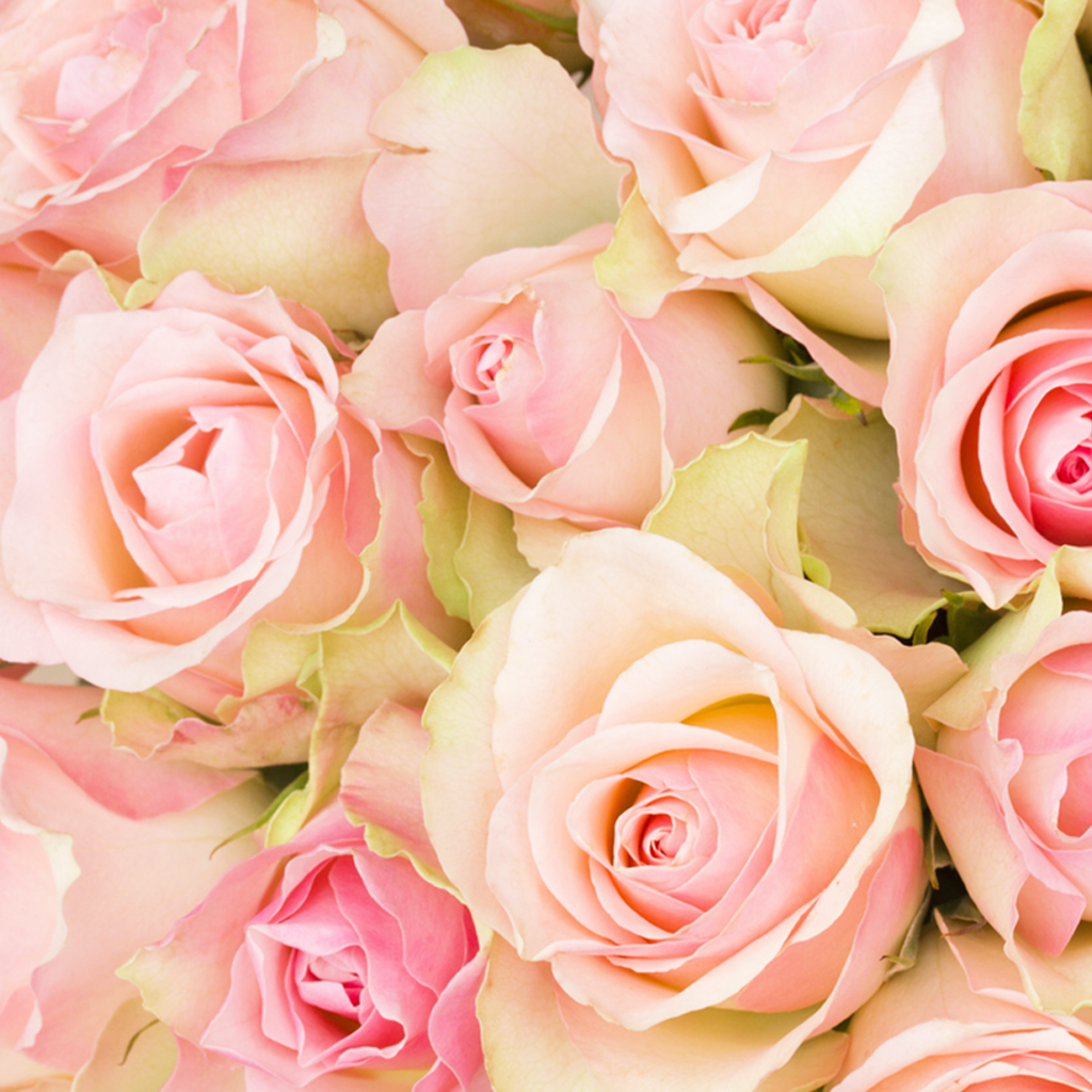 Botanical Love Collection 💗