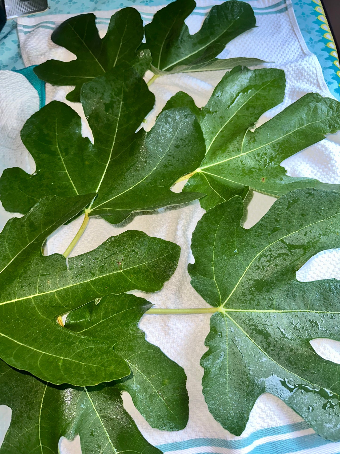 Fig Leaves