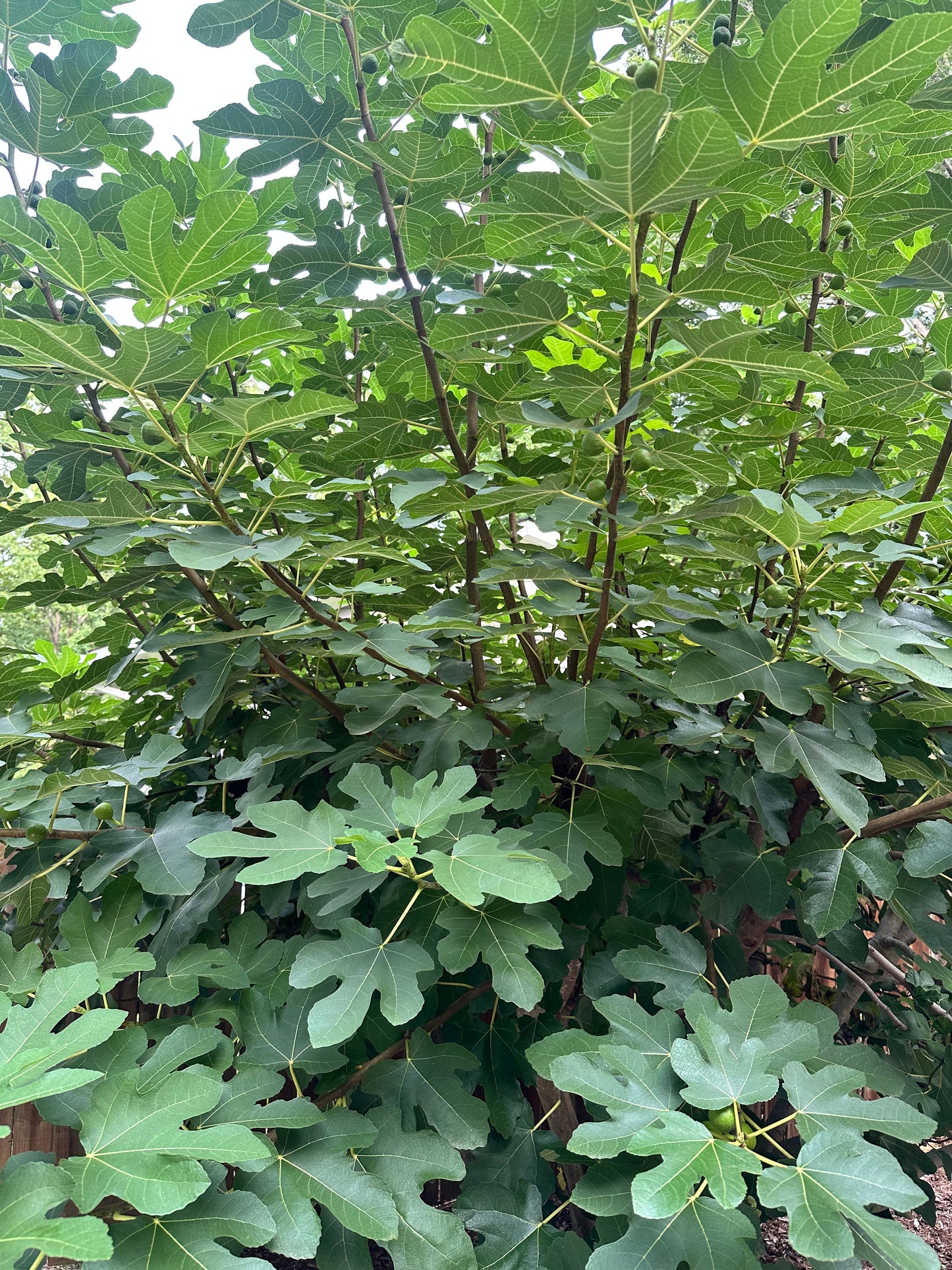 Fig Leaves