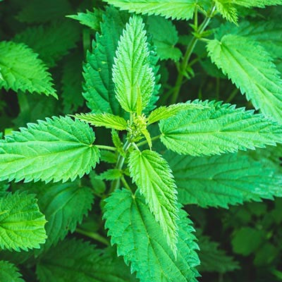Loose Herbs: Stinging Nettle