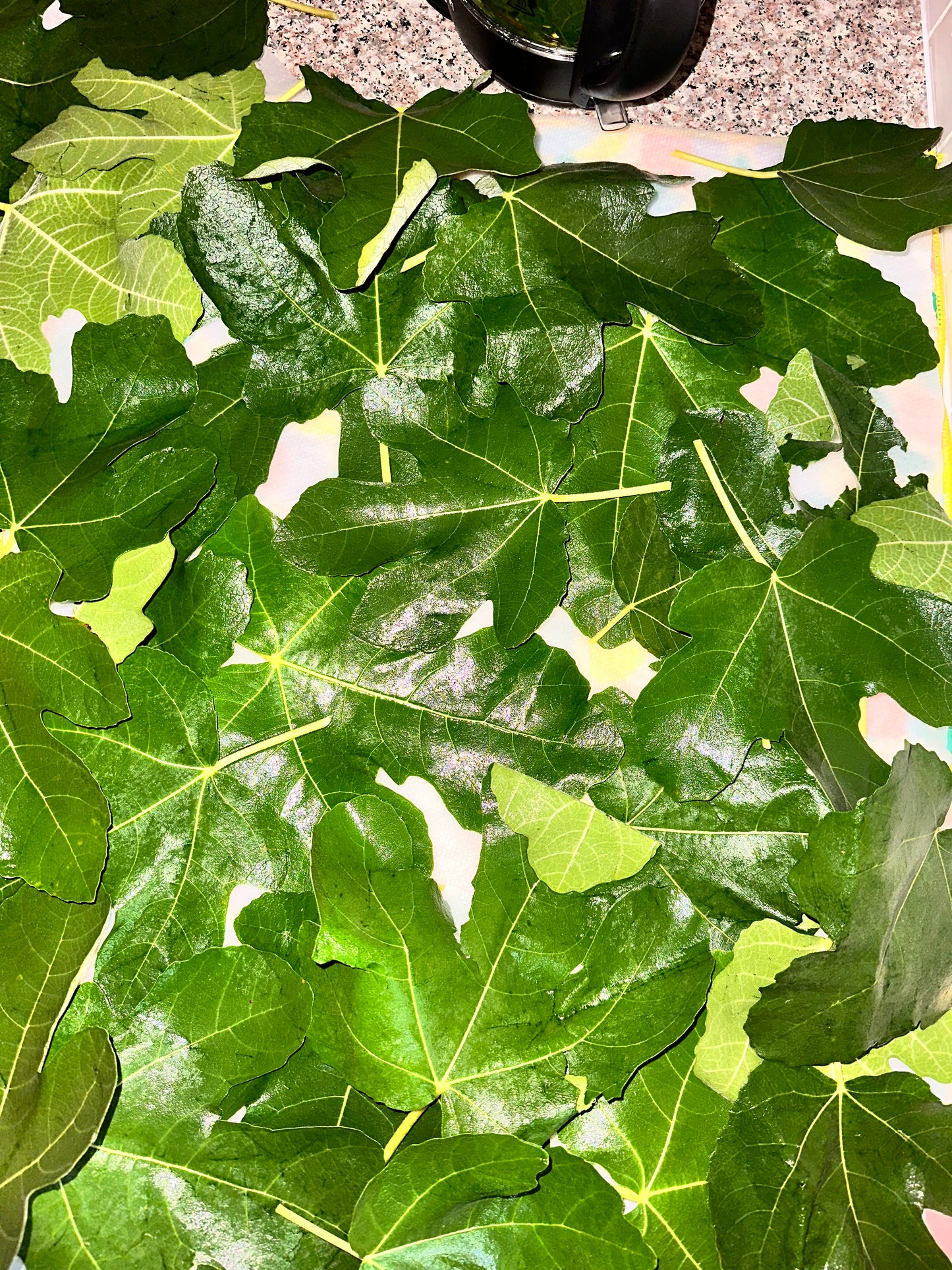 Fig Leaves