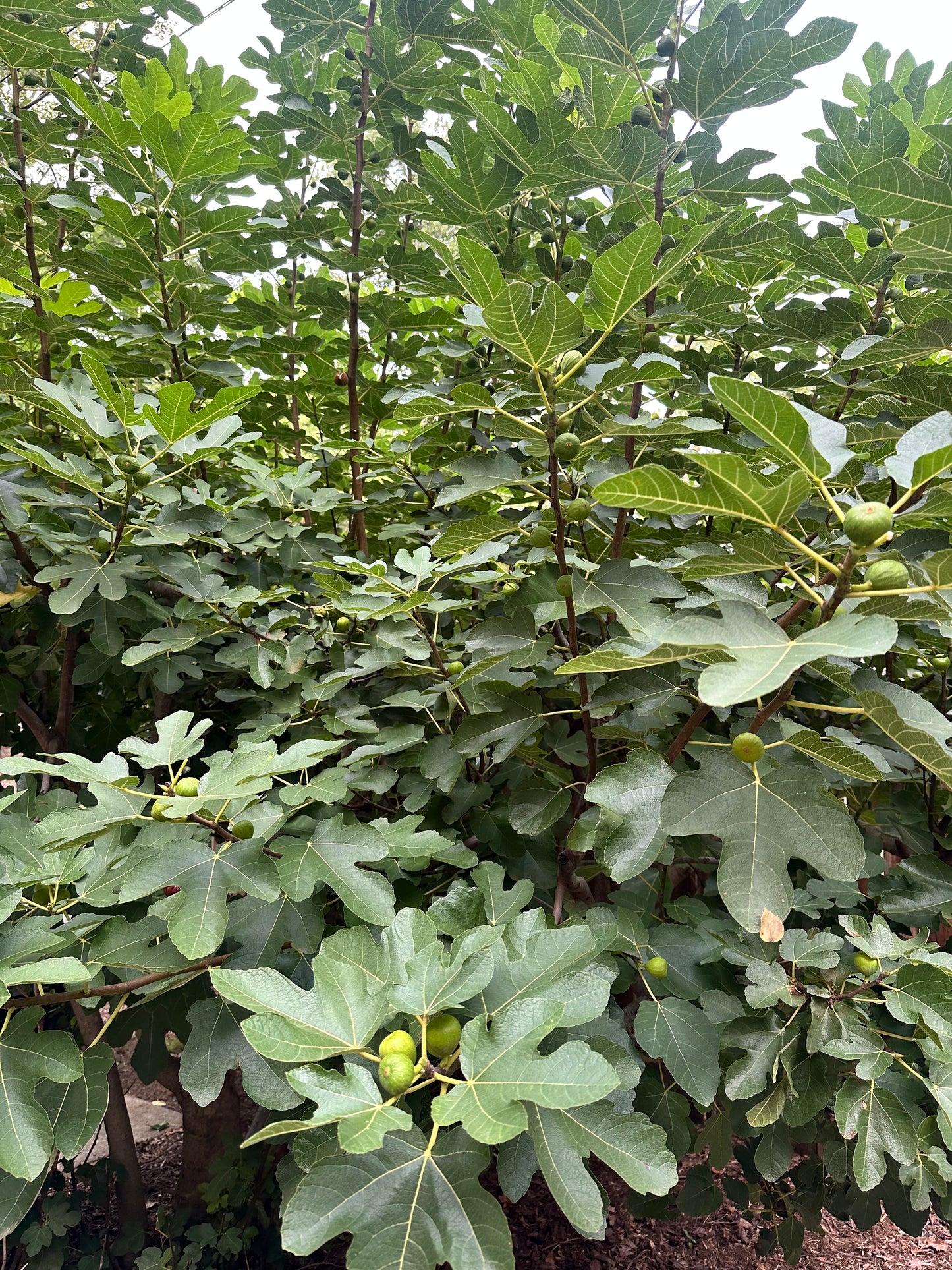 Fig Leaves