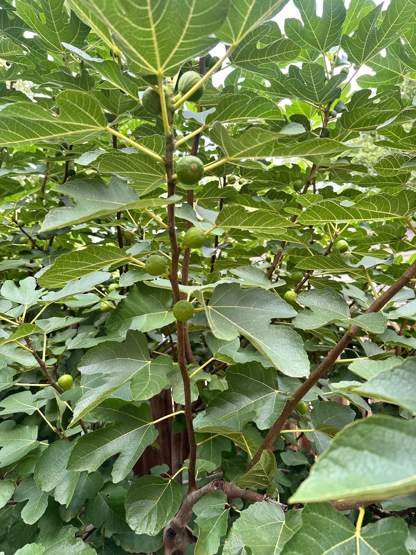 Fig Leaves