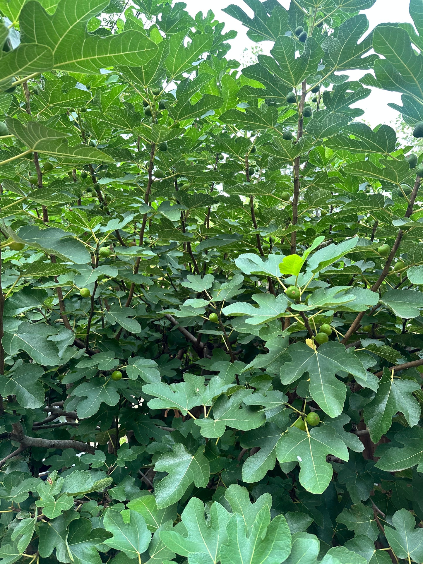 Fig Leaves