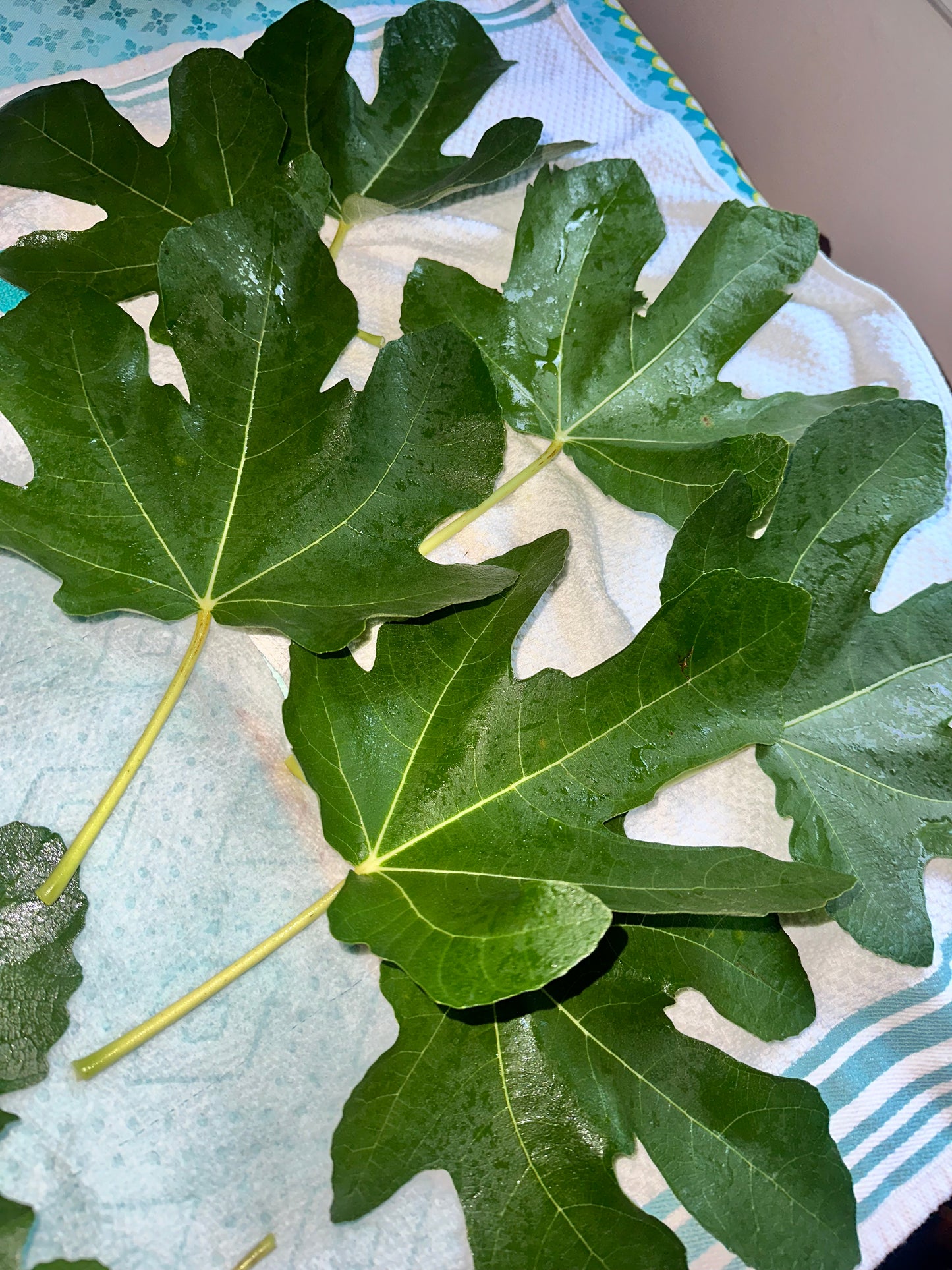 Fig Leaves