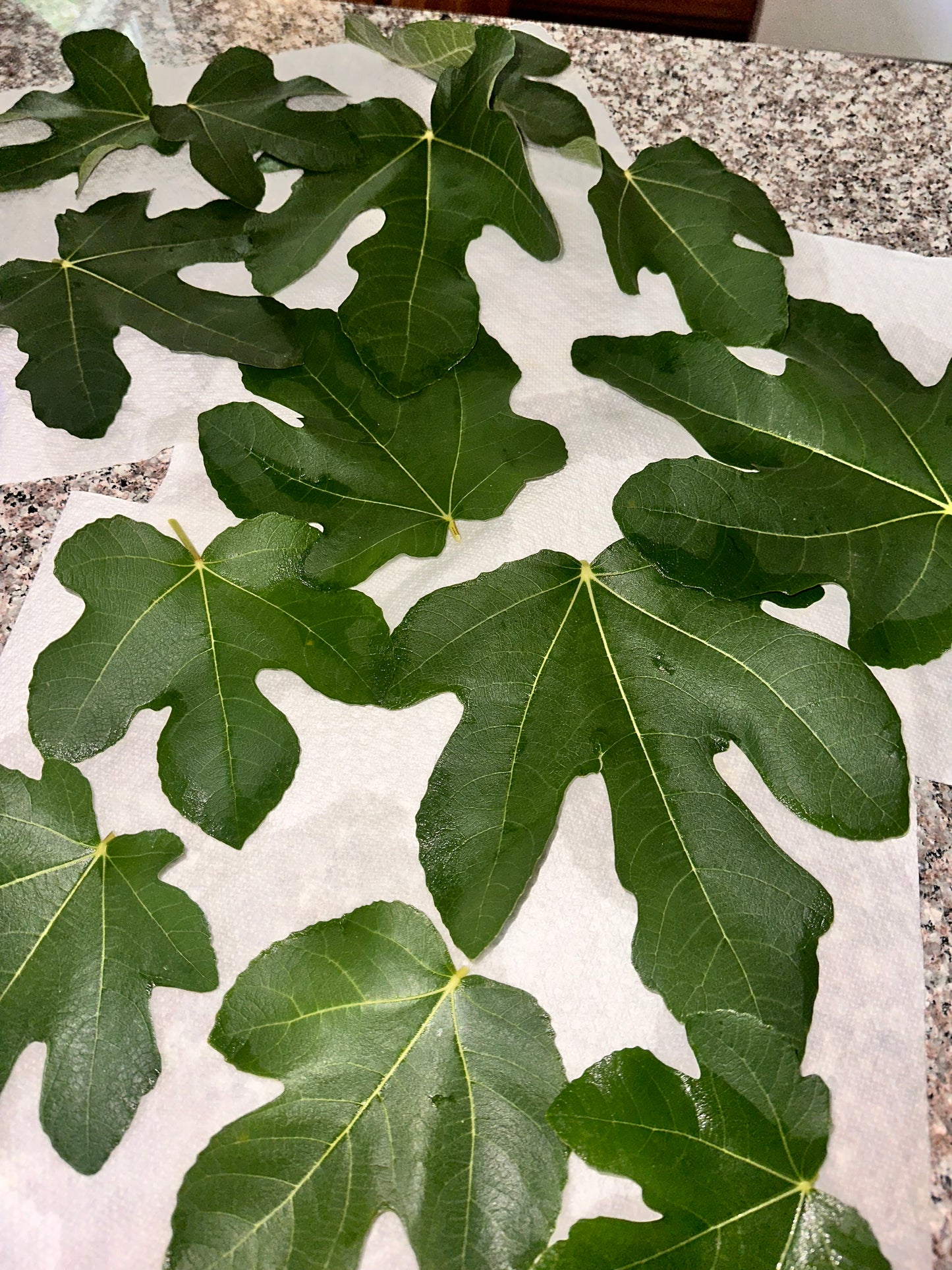 Fig Leaves
