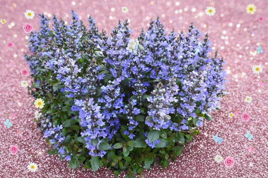 Loose Herbs: Bugleweed