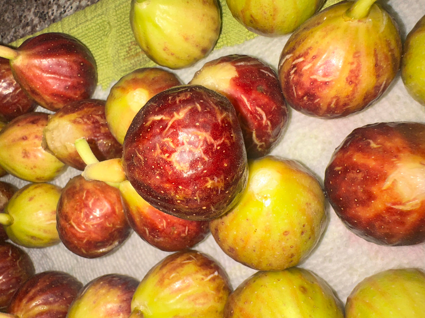 Fig Leaves