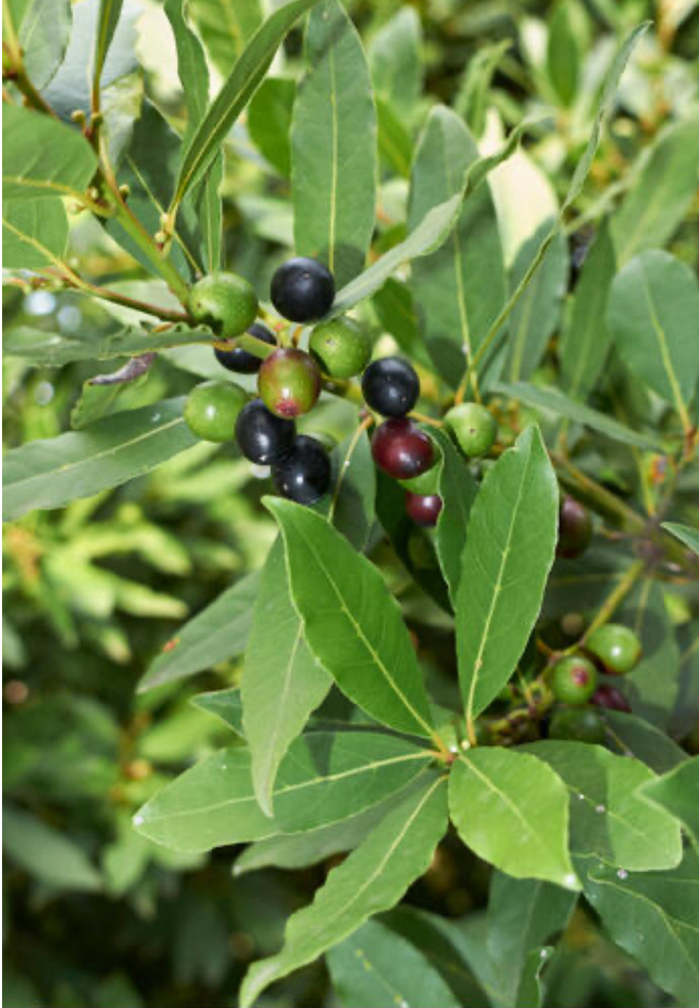 Laurel Berry