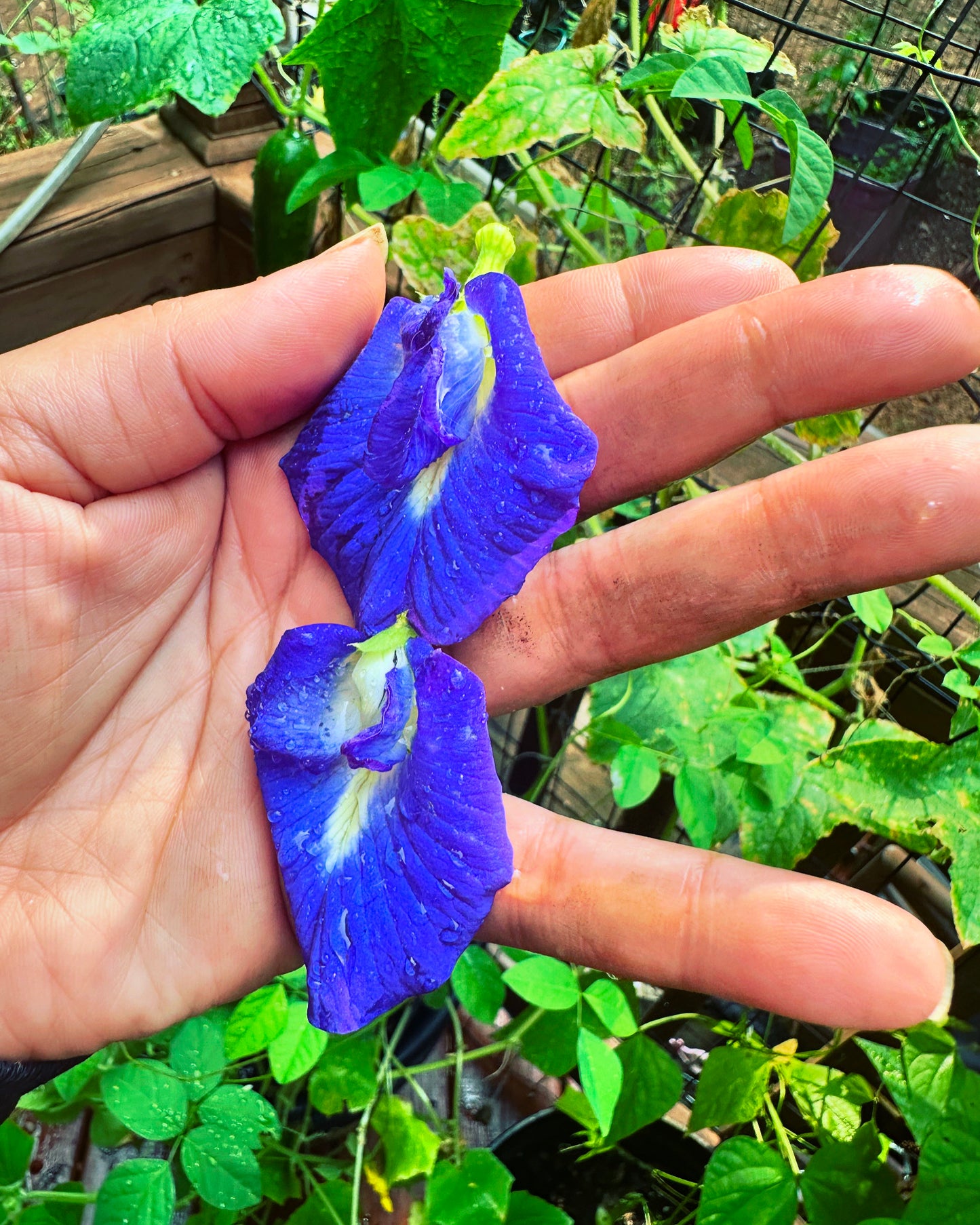 Butterfly Pea Flowers🦋