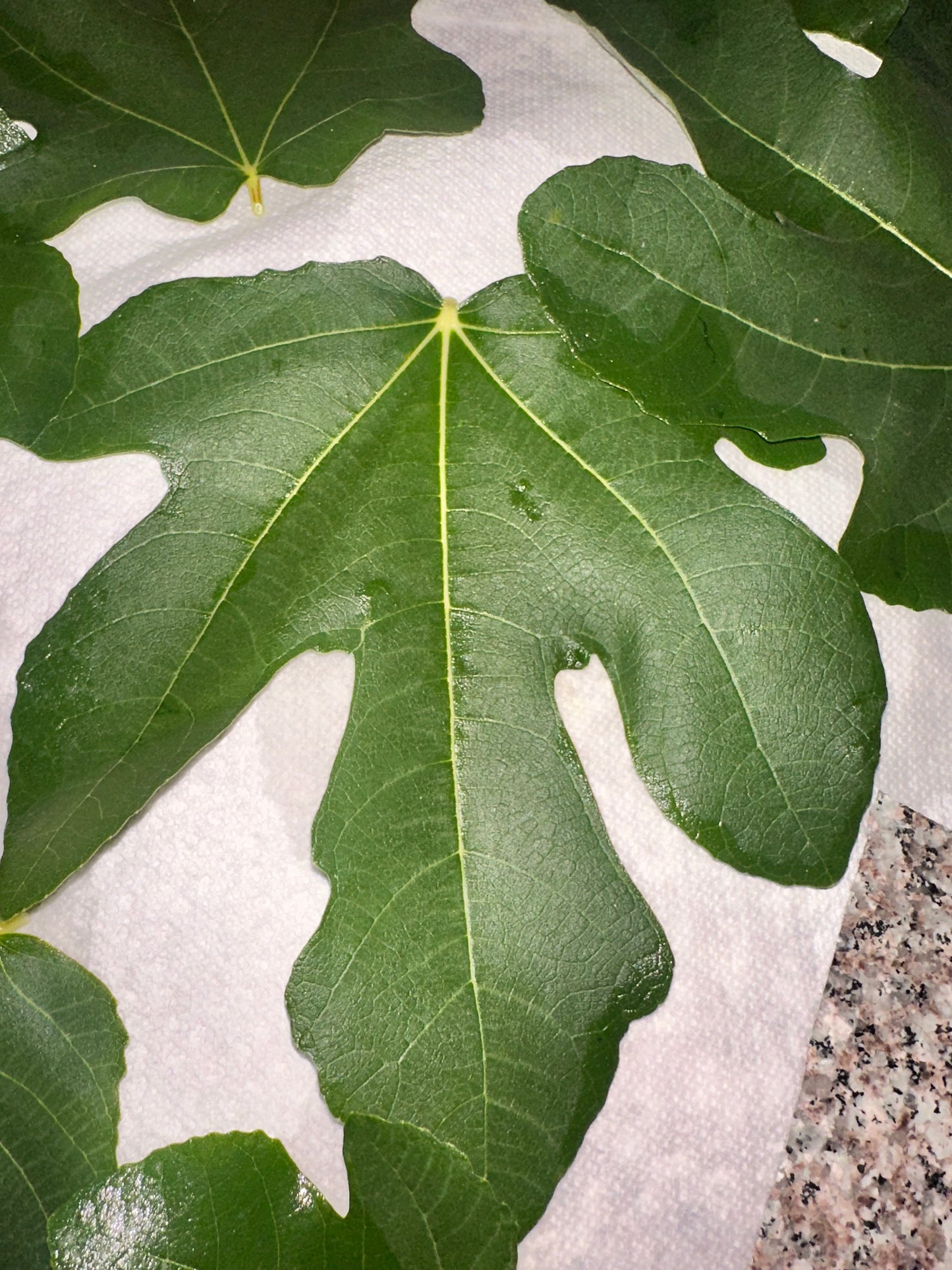 Fig Leaves