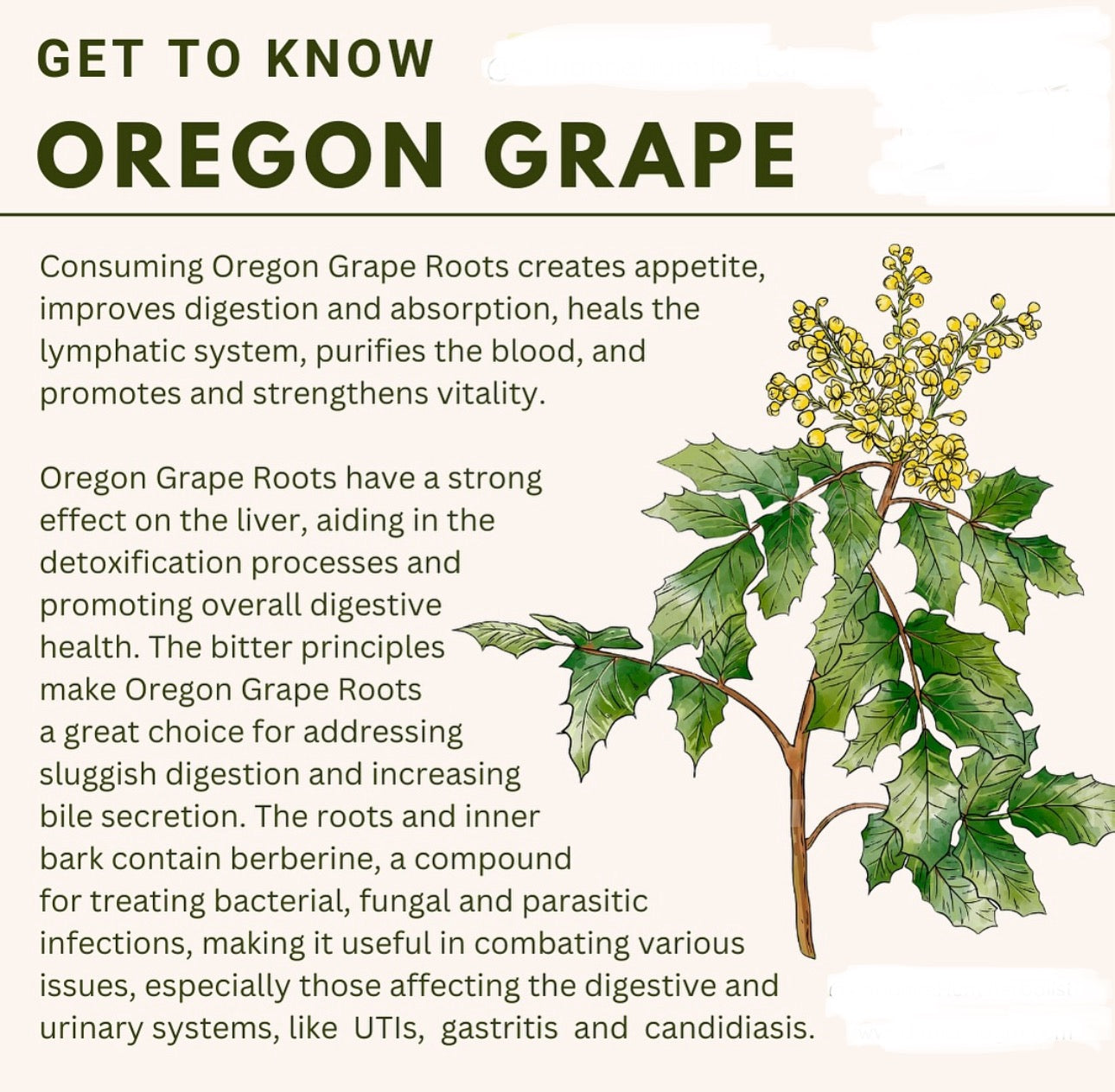 Loose Herbs- Oregon Grape Root