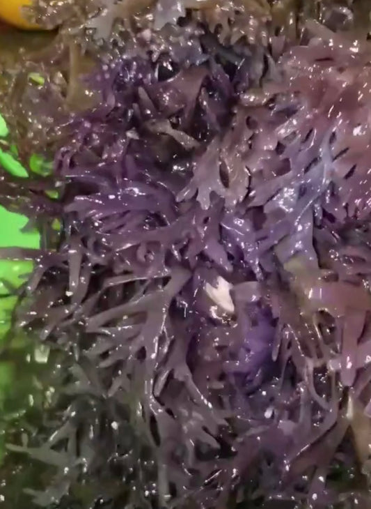 Sea Moss (Chondrus Crispus) Gel- Purple