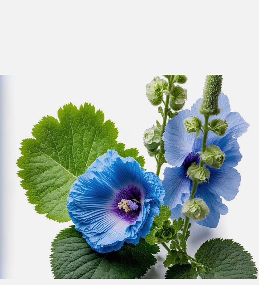 Loose Herb- Blue Mallow